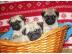 4 sch�ne Mops Welpen