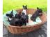 Franz. Bulldoggen Welpen choco linie