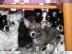 Super s??e Chihuahuas mit Ahnentafel,
