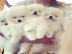 Super s�sse zwergspitz pomeranian