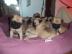 Mops Welpen r�den und weibchen