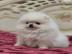 Gesunde Pomeranian-Welpen zur Adoption v