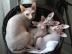 Canadian Sphynx Kitten mit Stammbaum