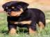 Rottweiler Welpen jetzt abzugeben �berli