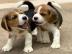 Reinrassige-Beagle-Welpen erhltlich