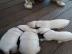 Reinrassige Labrador Welpen zu verkaufen
