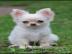 Chihuahua-Welpe f�r Ihre Familie
