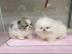 Pomeranian Puppies available for adoptio