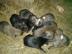 Hundewelpen Mix Sch�fer/Labrador/Rotti
