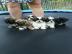 S�sse reinrassige Shih-Tzu welpen