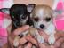 Wundersch�ne Chihuahua Welpen m�nnlich u