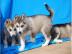 Ausgefallen sch�ne Husky - Welpen
