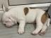 Englische Bulldoggenwelpen