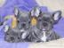 Franz�sische Bulldog Welpen