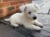 Wundersch?ne West Highland White Terrier