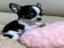 Chihuahua Welpen Chihuahua welpen Ahnen