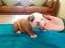 Adorable English bulldog for Rehoming