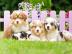 S��e Australian Shepherd S��e Australia