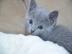 Russisch Blau Kitten mit Stammbaum