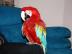 Green Wing-Ara Vollst�ndig entw�hnt Papa