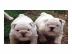 Wir haben modern english Bulldog Welpen