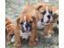 Wundersch�ne sehr s��e Englische Bulldog