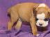 Welpen reinrassiger Boxer