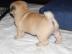 Sch?ne Mops Welpen M?nnchen und Weibchen