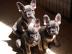 Reinrassige Franz?sische Bulldogge Welpe