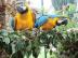 Netter Mann und Frau Blau und Gold Ara P