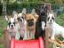 Franz�sische Bulldogge Welpen, mit Papie
