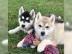 Siberien Husky Whatsapp +4915214389093