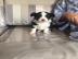 entz�ckende Chihuahuawelpen