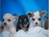 Mini Chihuahua welpen 200EUR