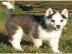 Siberian Husky Welpen