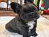 Frenchie-Welpen