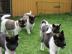 S�sse Amerikanische Akita  Welpen