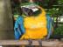 weiblichen Ara Papagei auf der Suche nac