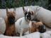Franz�sische Bulldoggen R�den