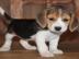 mnnliche und weibliche Beagle-Welpen