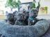 Franz?sische Bulldoggen