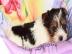 ++Biewer Yorkshire Terrier Welpen ++