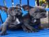 Franz�sische Bulldogge m�nnlich und weib