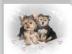 Yorkshire Terrier Welpen mit Ahnentafel