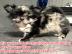 s��e MINI chihuahua welpen mit Papieren