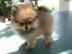 Bildsch�ne Pomeranian welpen. 