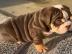 Englische Bulldogge Welpen-KOSTENLOS