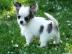 Chihuahua Welpen Babys Langhaar und.  Kur