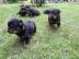 ROTTWEILER WELPEN BEREIT MIT PAPIEREN