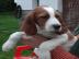 Irish Red and White Setter